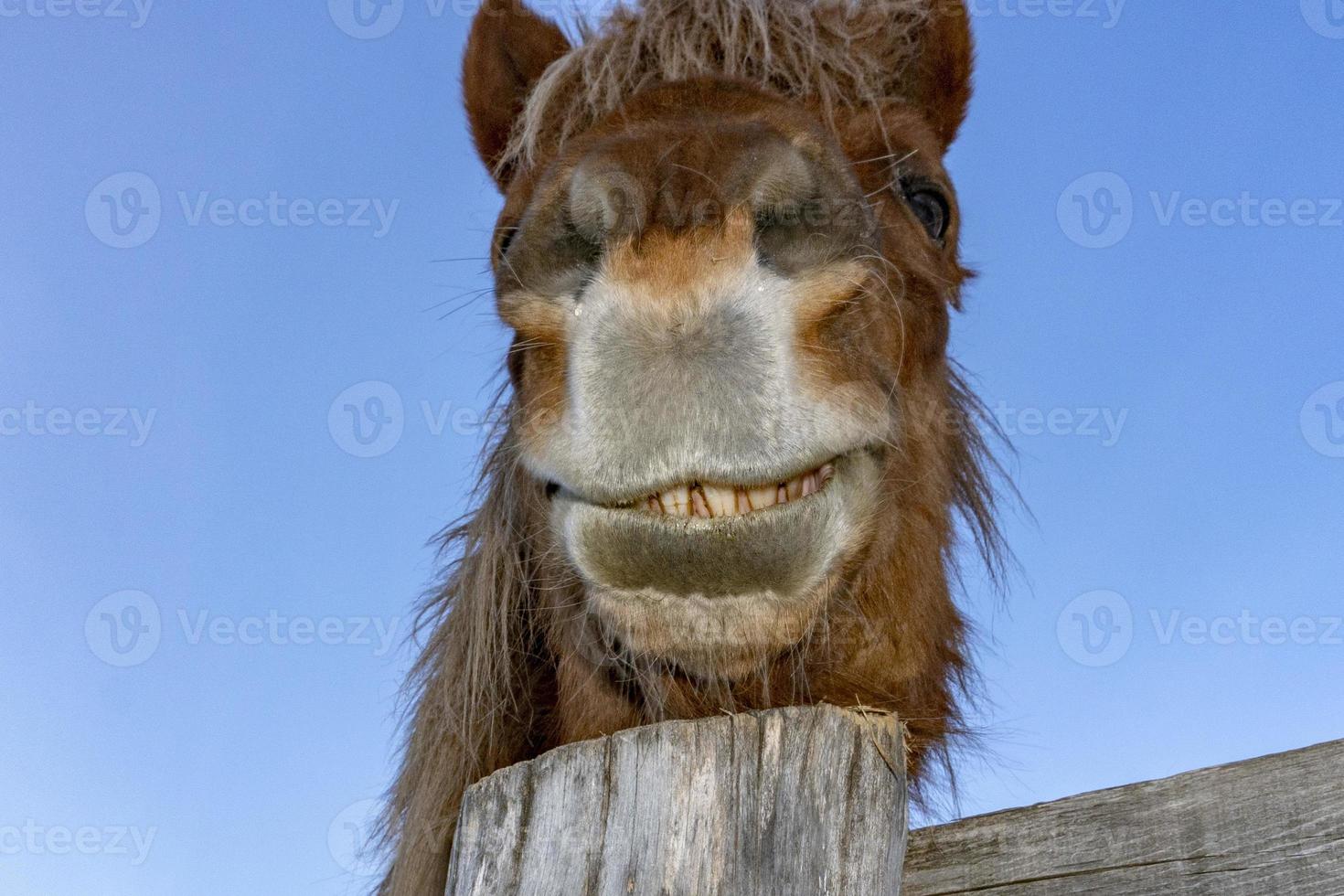 portrait de cheval drôle de visage photo