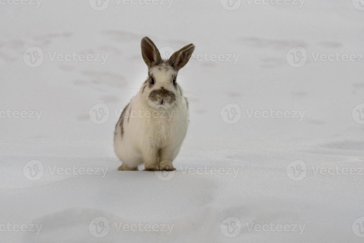 lapin de pâques isolé sur neige blanche photo