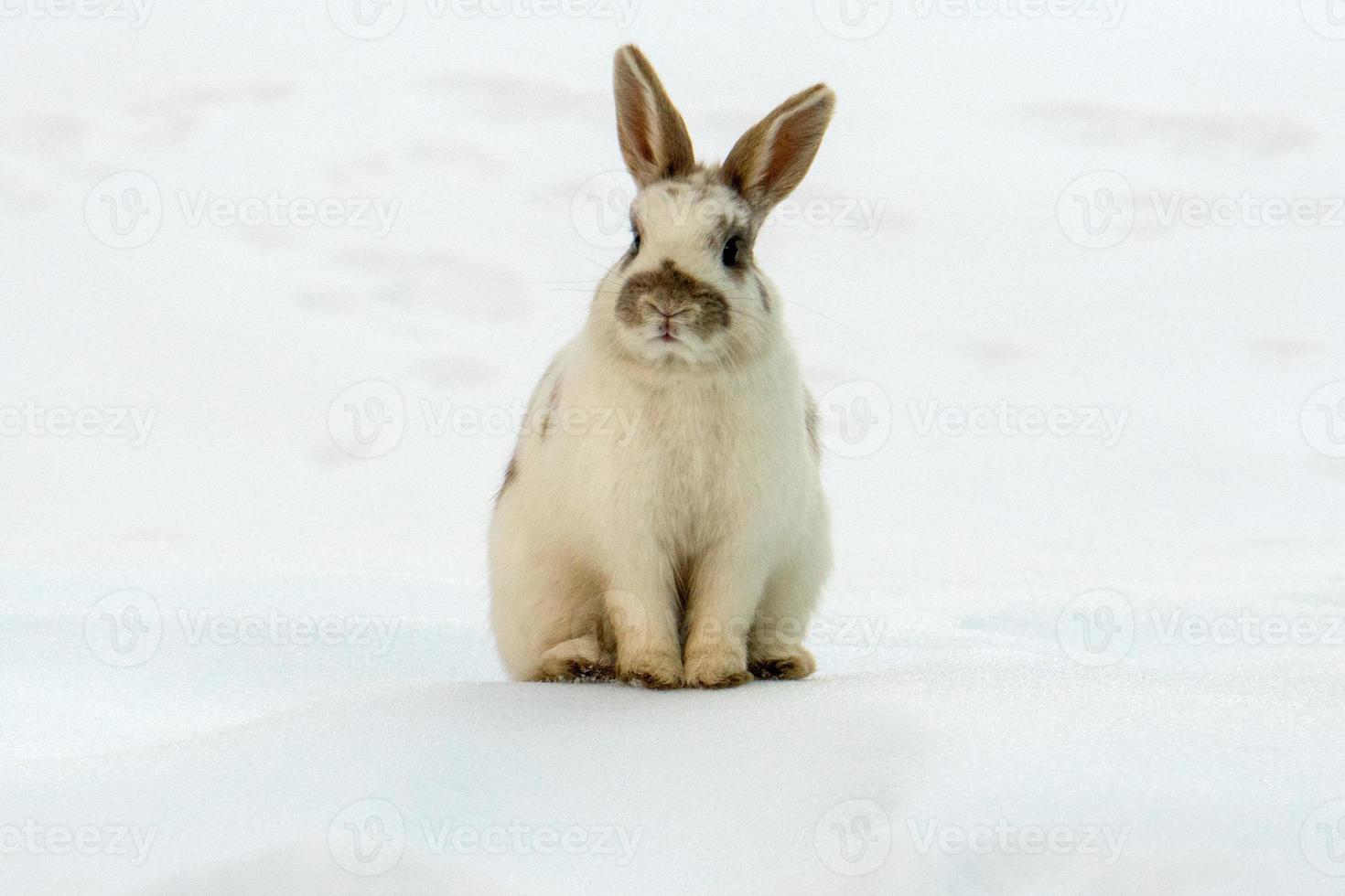 lapin de pâques isolé sur neige blanche photo