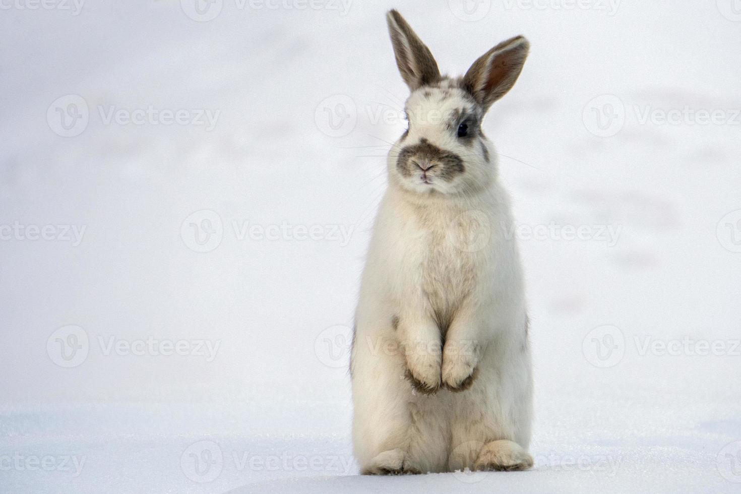 lapin de pâques isolé sur neige blanche photo