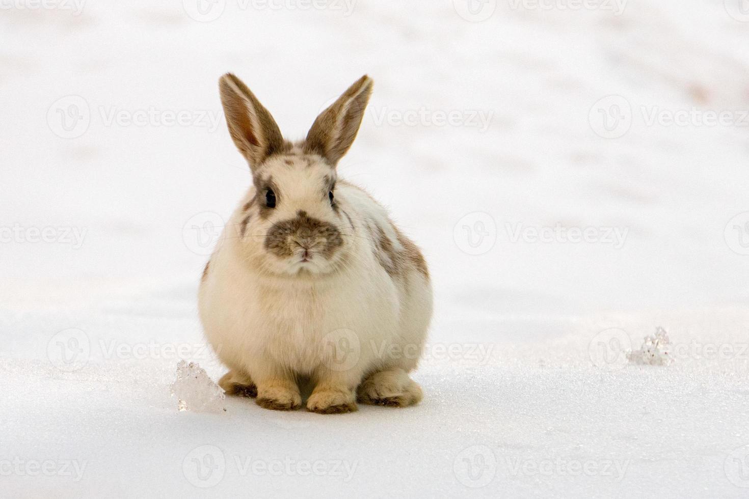 cerf chamois sur la neige blanche en hiver photo