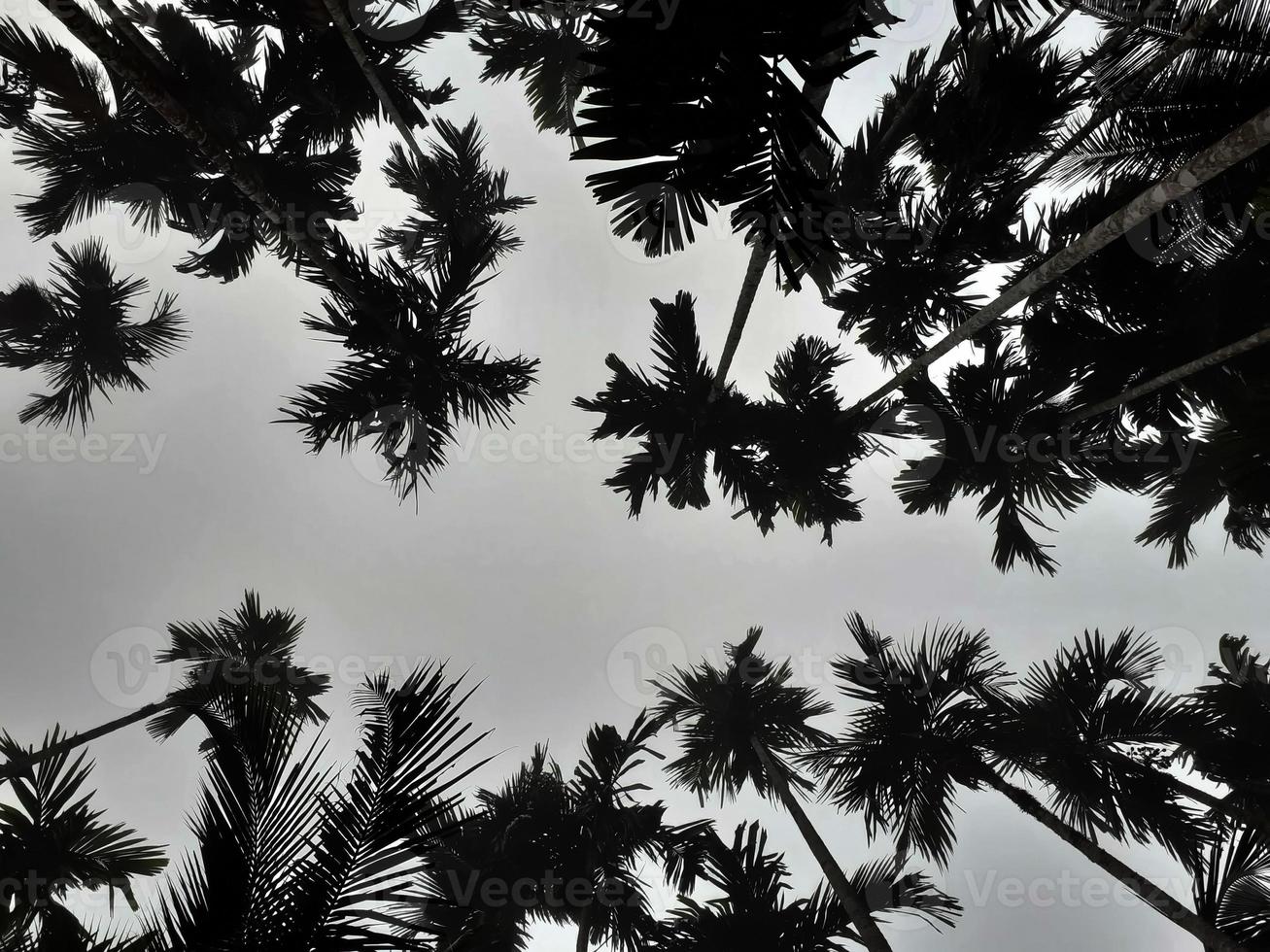 un paysage brumeux s'élève de la noix de coco et des bétels, vue de dessus ciel gris. concept isolé de fond naturel. photo