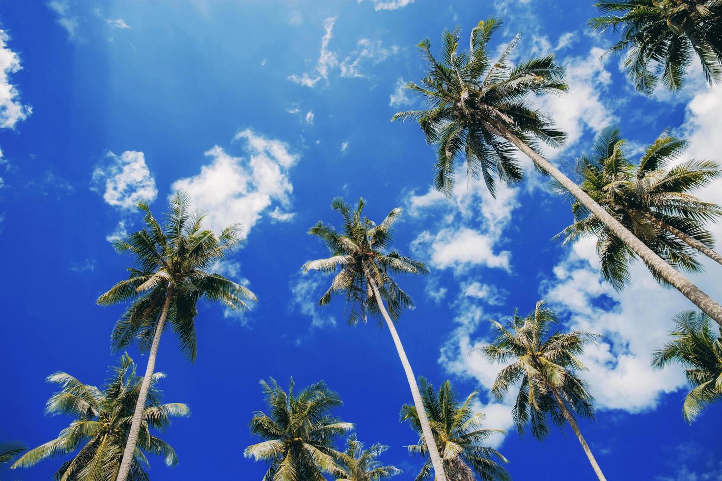 palmier au ciel bleu. photo