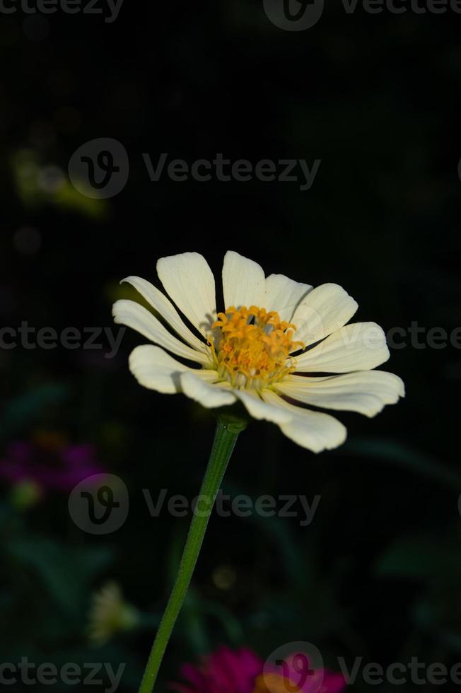 zinnias fleurissant dans le jardin. cette fleur a une couronne de fleurs très fine et rigide semblable à une feuille de papier. zinia se compose de 20 espèces de plantes photo