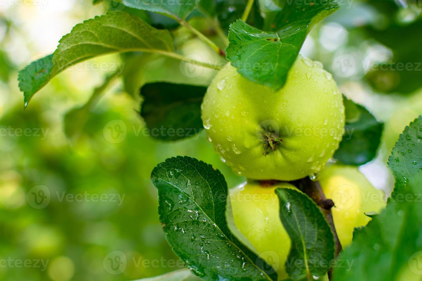 jeunes pommes vertes qui mûrissent photo