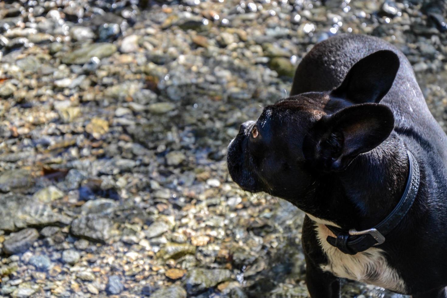 modèle de chien d'un jour photo