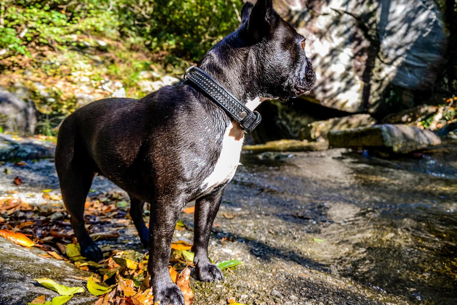 modèle de chien d'un jour photo