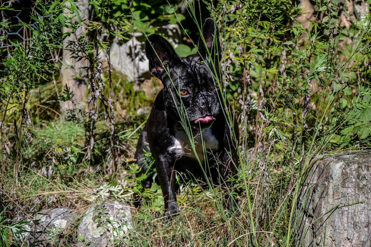 modèle de chien d'un jour photo