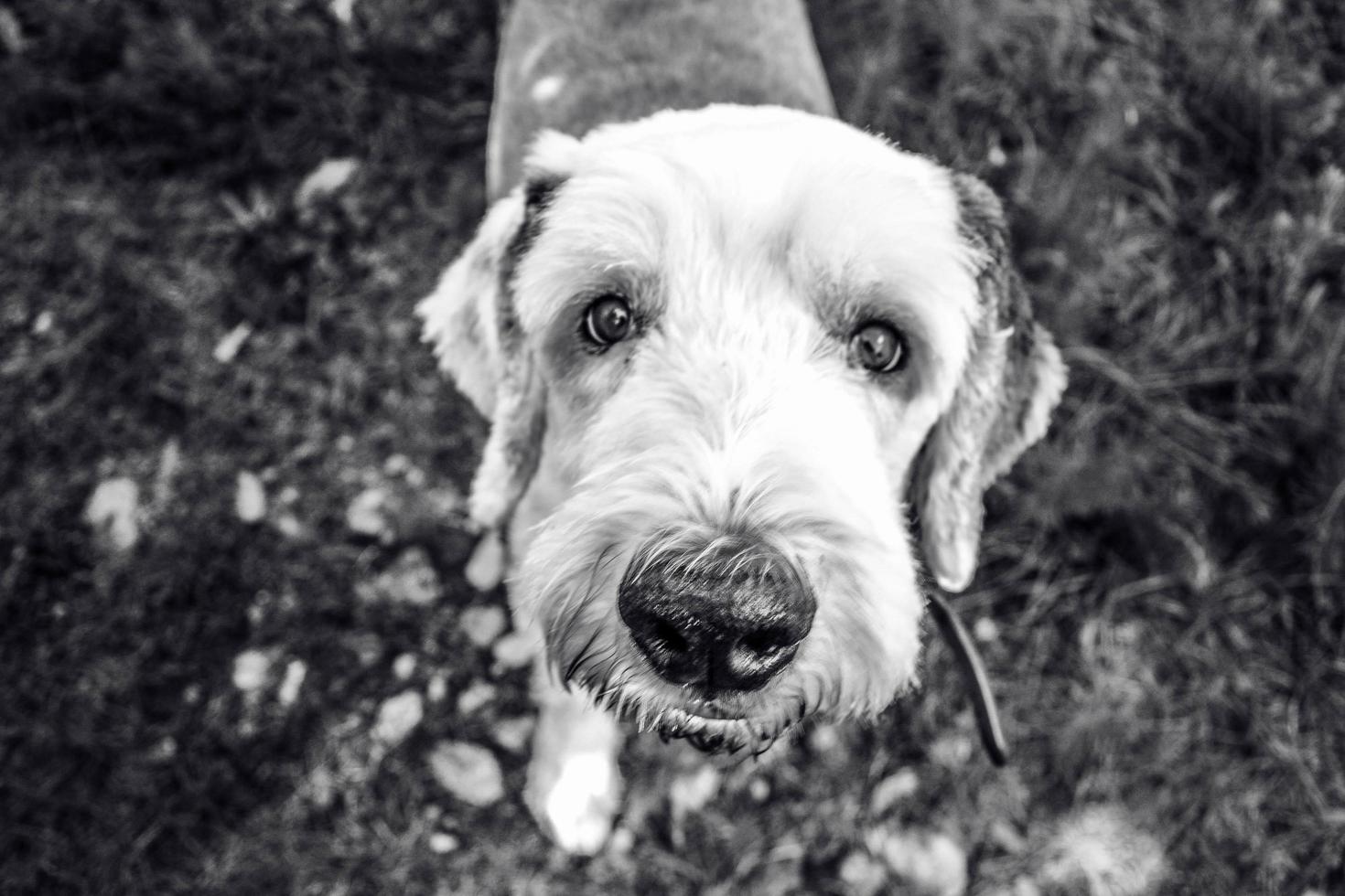 modèle de chien d'un jour photo