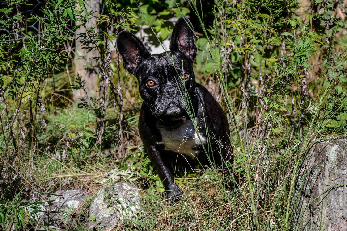 modèle de chien d'un jour photo