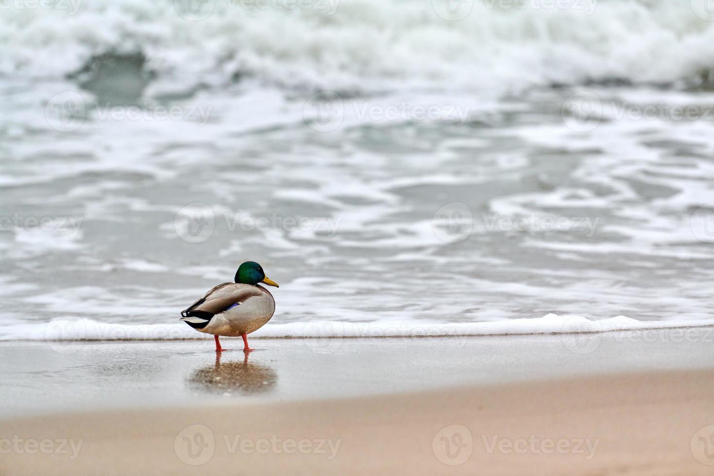 Canard colvert Drake debout sur le littoral de la mer Baltique photo