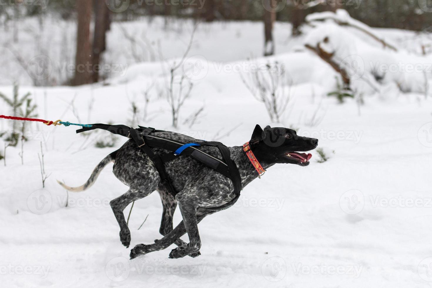 courses de chiens de traîneau. pointeur chien de traîneau dans le harnais courir et tirer le conducteur de chien. compétition de championnat de sports d'hiver. photo