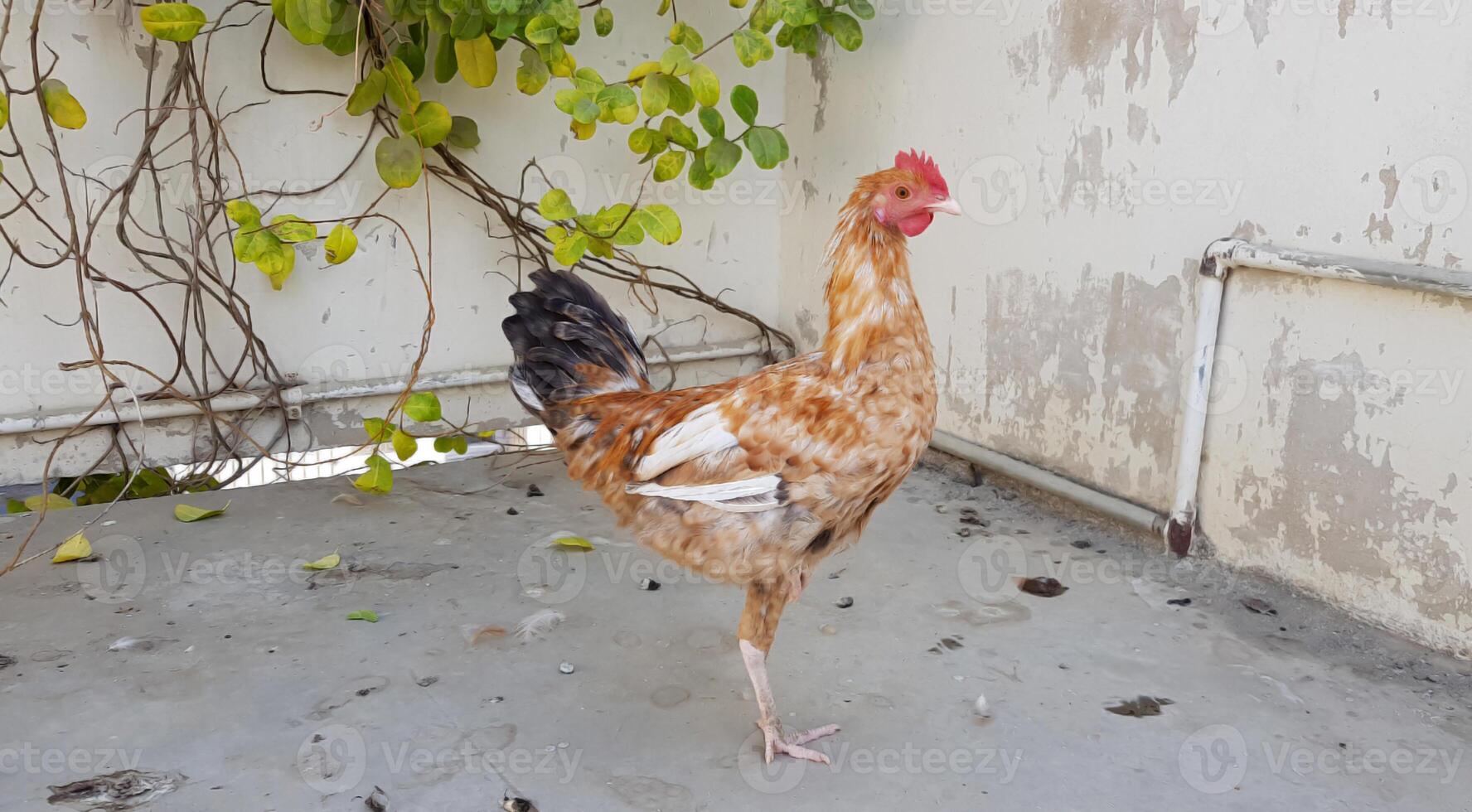 vue rapprochée d'un seul beau coq ou coq mâle debout seul sur une surface de ciment gris photo