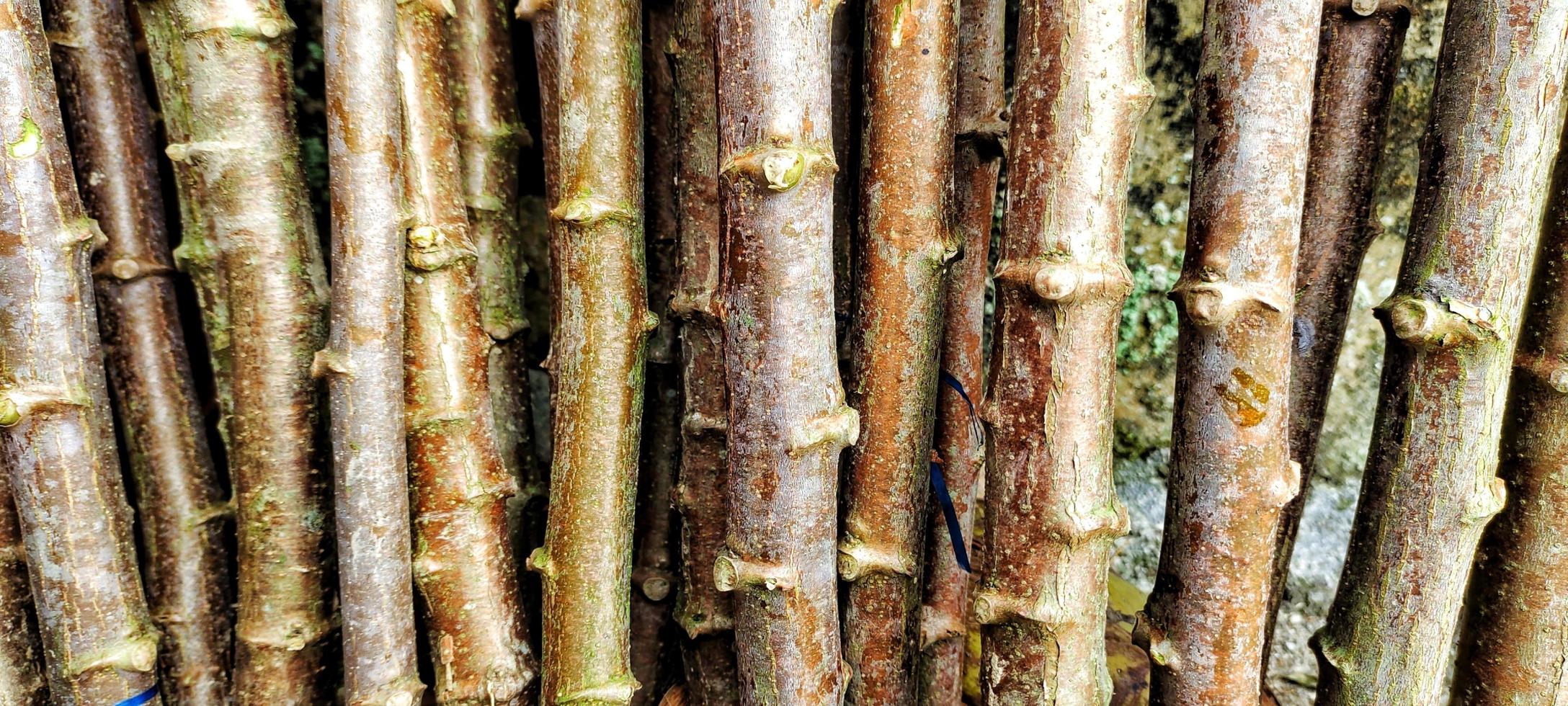 troncs de manioc ou manihot esculenta, prêts à être plantés au potager. photo