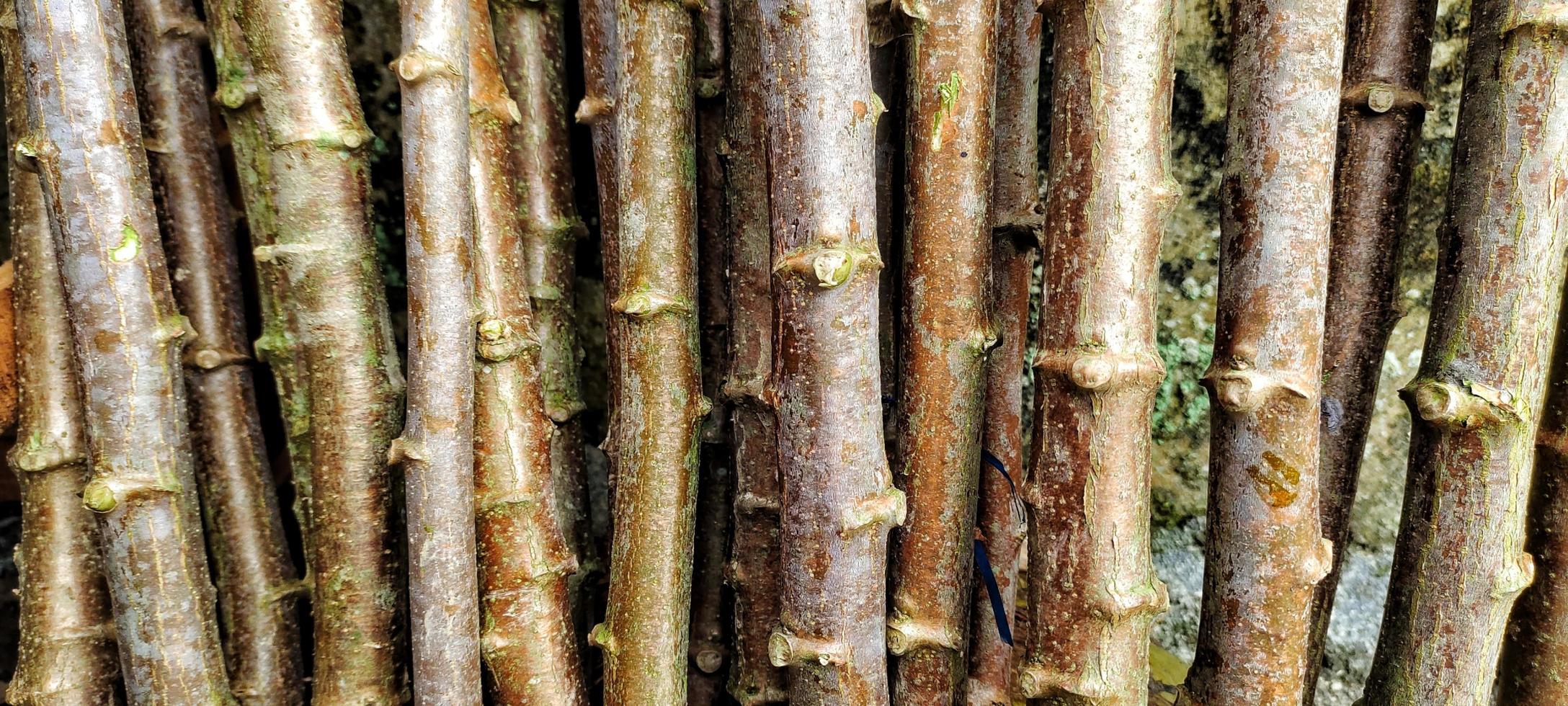 troncs de manioc ou manihot esculenta, prêts à être plantés au potager. photo