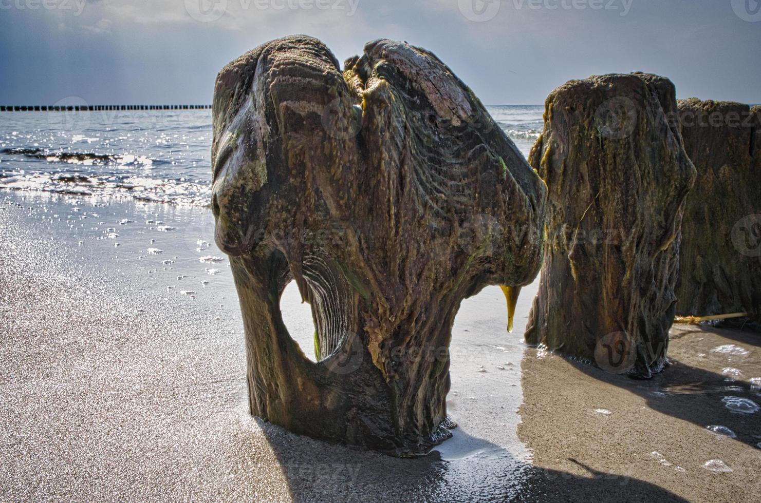 épi unique avec trou dans le tronc sur la plage de la mer baltique. côte au bord de la mer photo