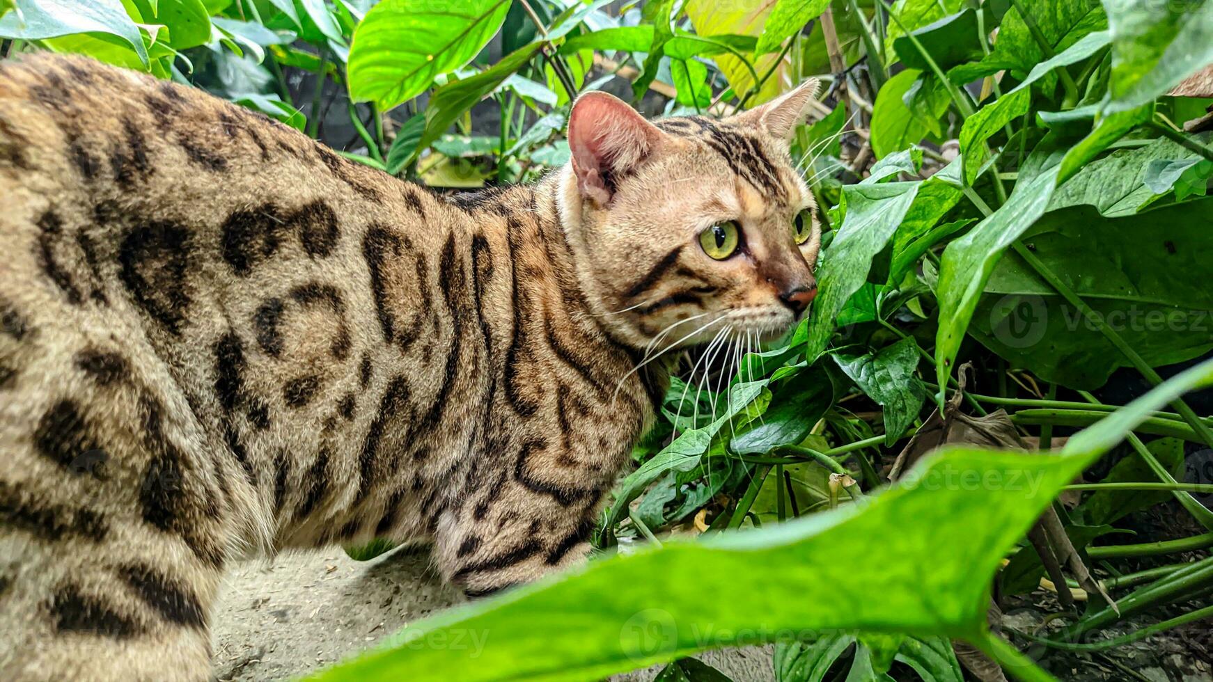 le chat bengal jouant dans le jardin, parfait pour l'animalerie, l'hôtel, la publicité, les médias sociaux, etc. photo