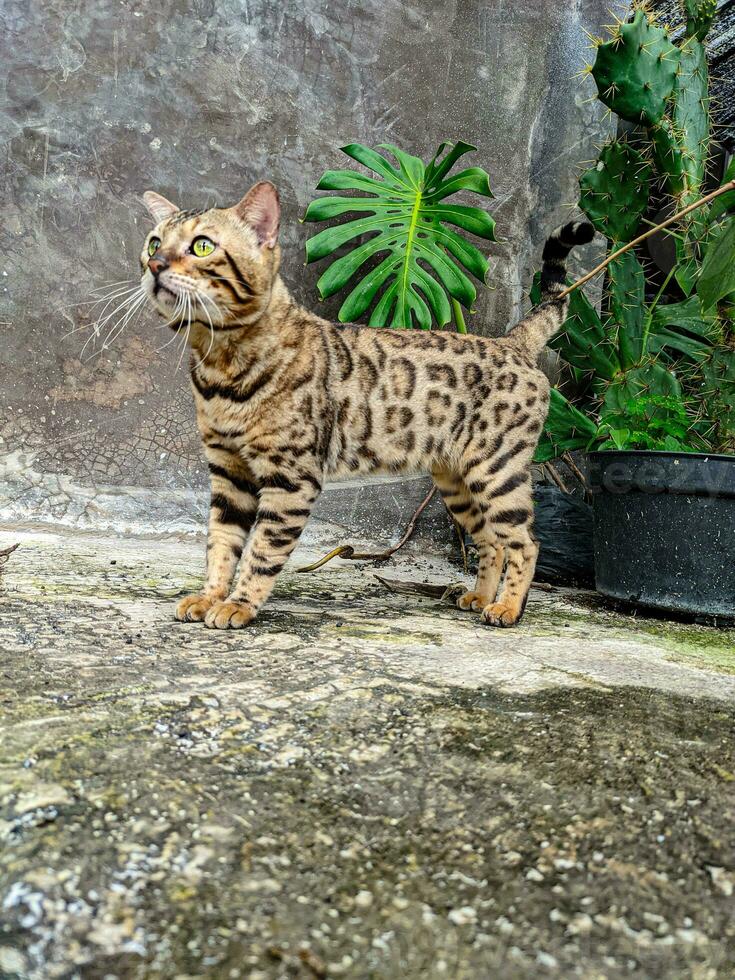 le chat bengal jouant dans le jardin, parfait pour l'animalerie, l'hôtel, la publicité, les médias sociaux, etc. photo