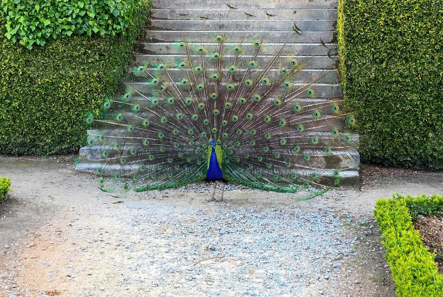 paon indien pavo cristatus de couleur bleue. ses ailes sont ouvertes. photo