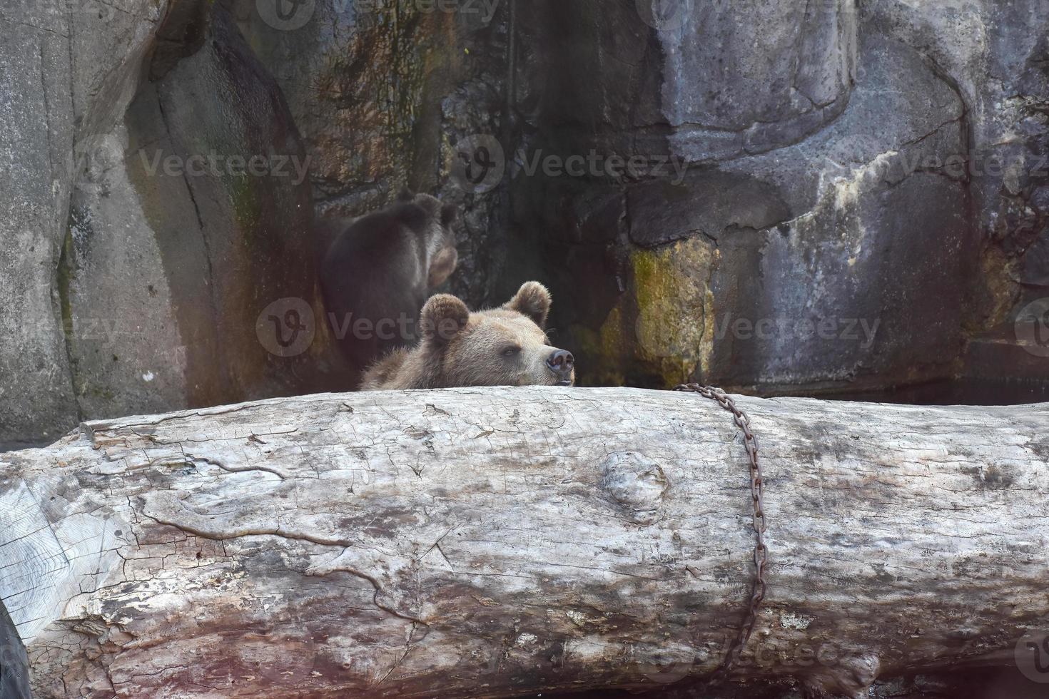 ours bruns reposant sur un rondin de bois. en arrière-plan il y a des rochers, une réserve naturelle pour les ours. photo