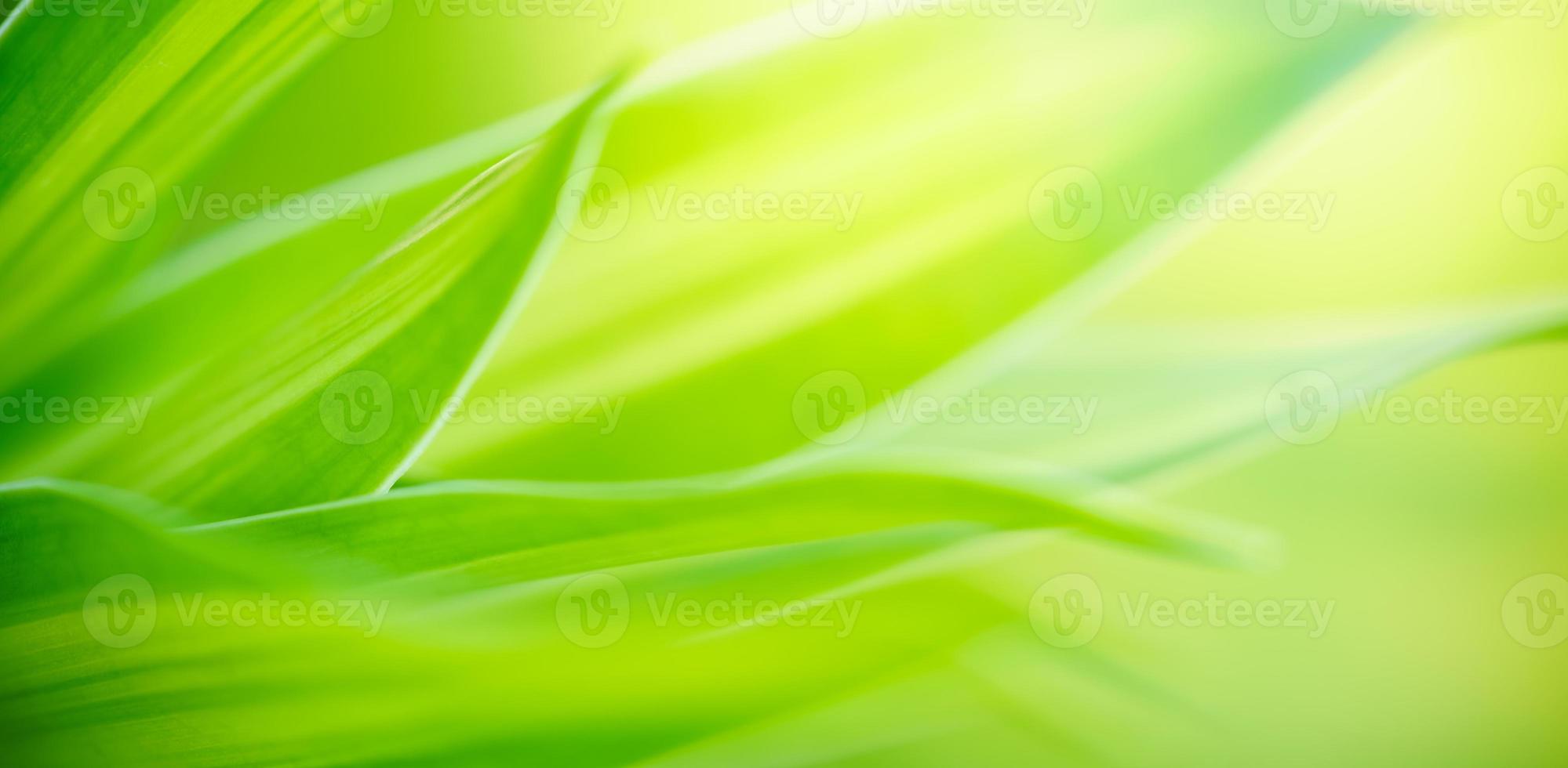 nature abstraite arrière-plan flou vert feuille de nature sur fond de verdure dans le jardin avec espace de copie en utilisant comme concept de page de papier peint d'arrière-plan. photo