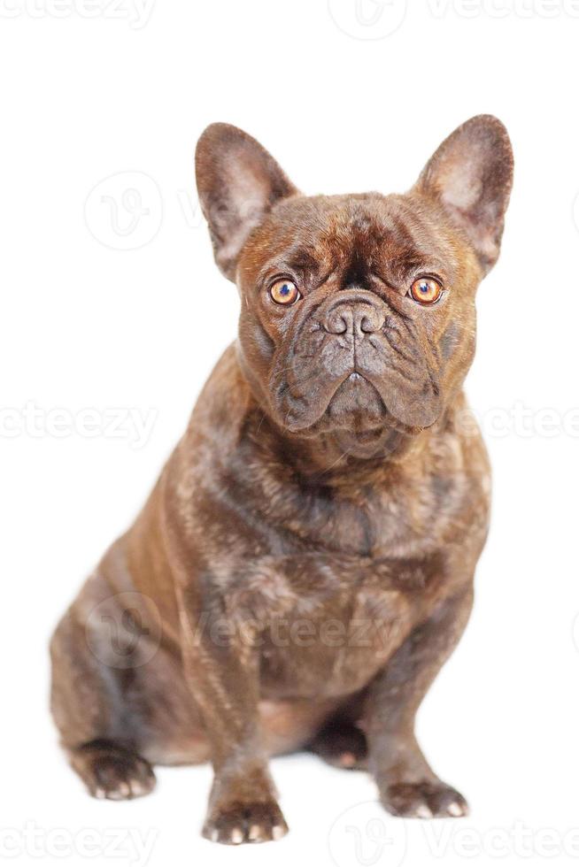 le bouledogue français est assis. portrait de chien bouledogue français isoler sur blanc. animal, animal de compagnie. photo