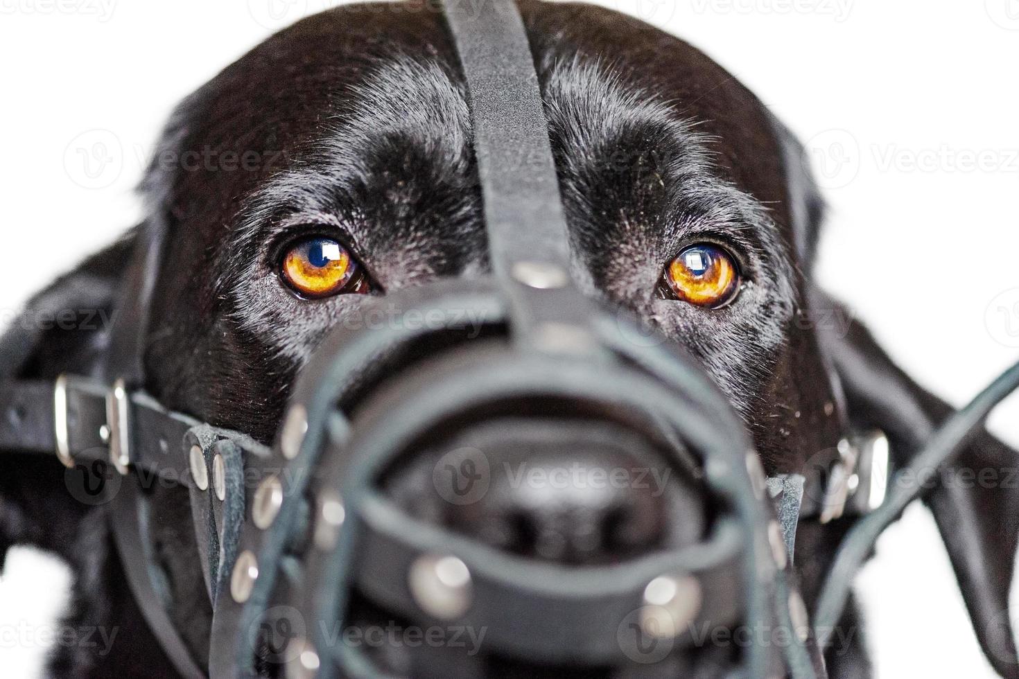 un chien avec une muselière en cuir. portrait d'un labrador noir en munitions. isoler. photo