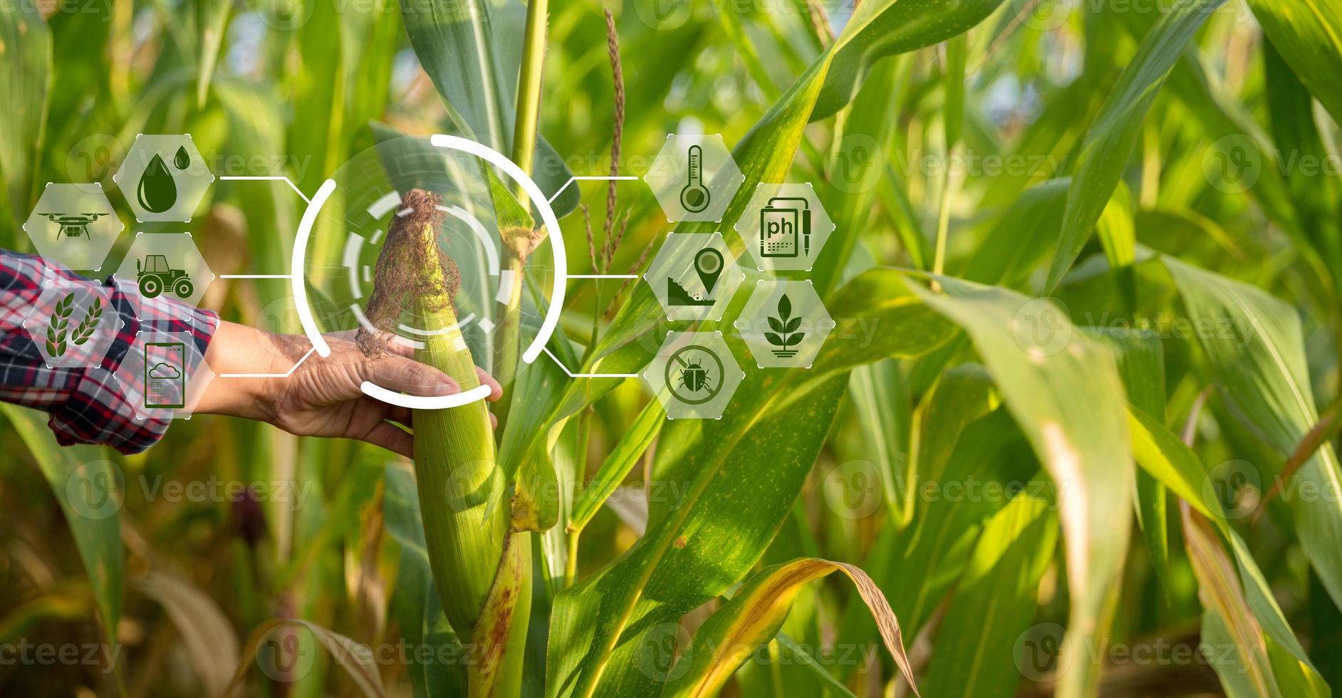 agriculteur dans un champ de maïs à l'aide d'une tablette numérique pour une agriculture intelligente. technologie d'innovation pour le système agricole intelligent, la gestion de l'agriculture. concept d'entreprise agricole moderne d'agriculture intelligente. photo