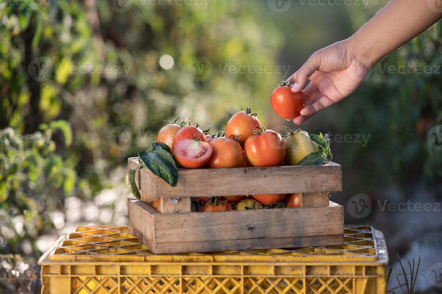 agriculteurs récoltant des tomates dans des caisses en bois avec des feuilles vertes et des fleurs. tomates fraîches nature morte isolées sur fond de ferme de tomates, vue de dessus de l'agriculture biologique photo