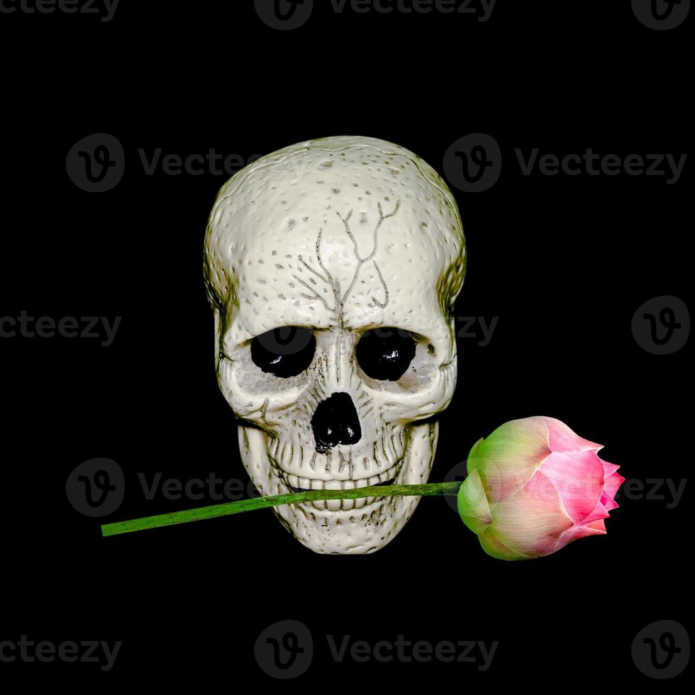 crâne humain et fleur de lotus rose dans le trou de la bouche isolé sur fond noir pour le jour de l'halloween photo