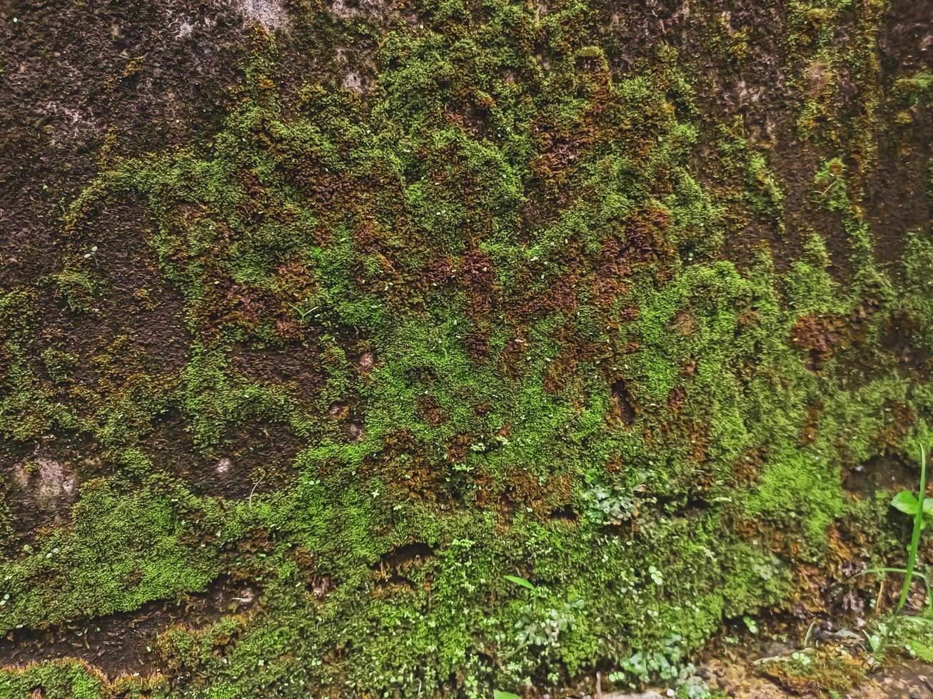 la mousse crée un motif abstrait sur le mur photo