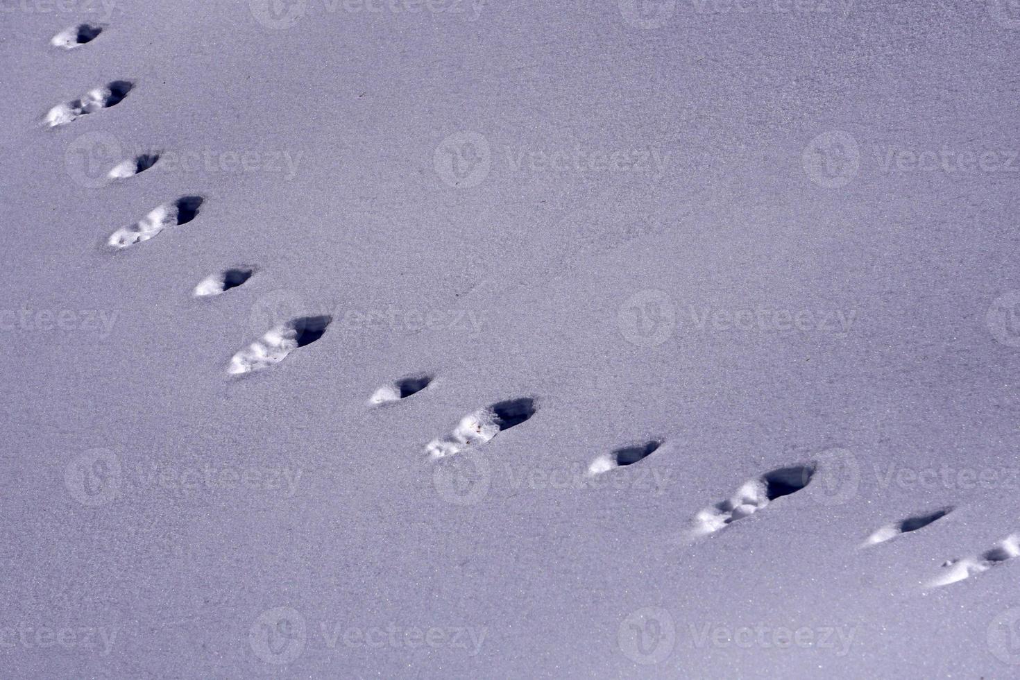 traces d'animaux sentiers sur neige blanche photo