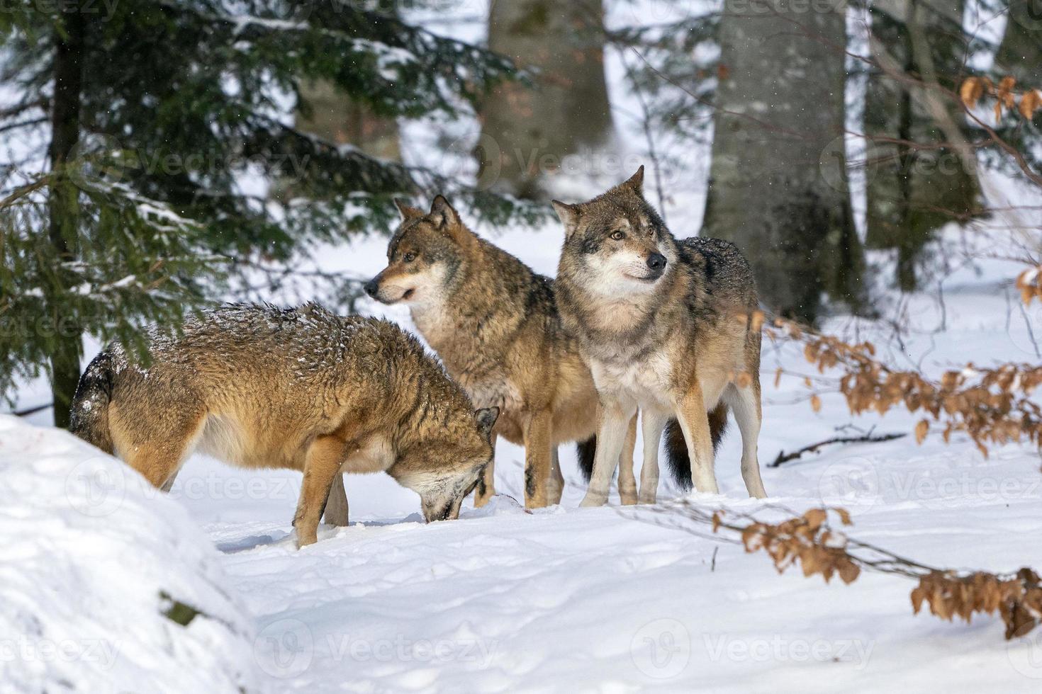 loup gris dans la neige photo