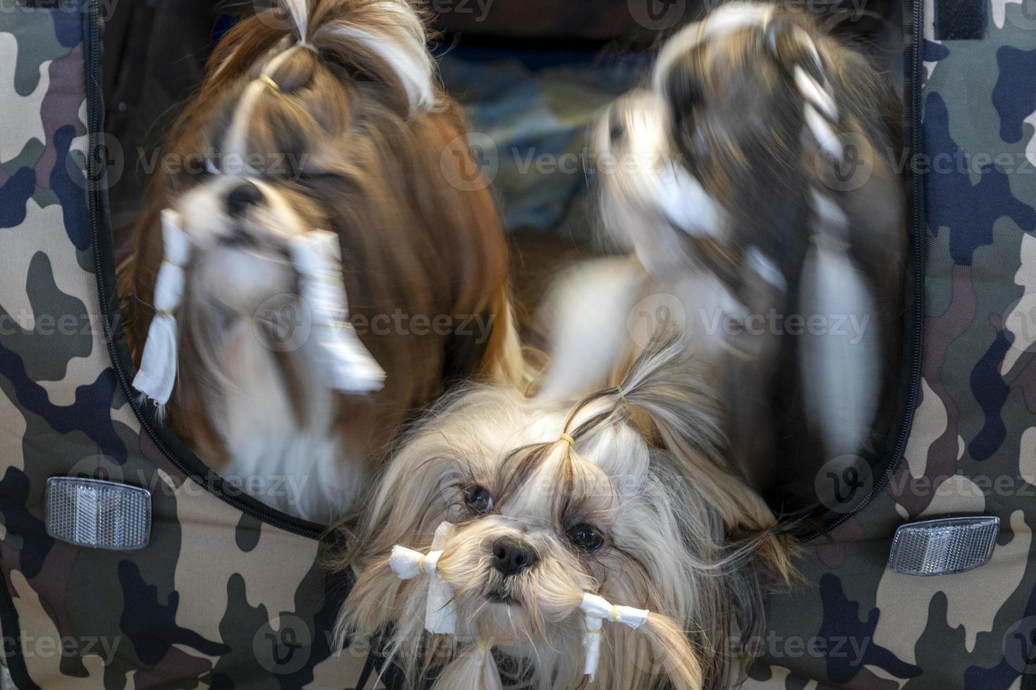 salon de beauté pour chien shi tzu photo