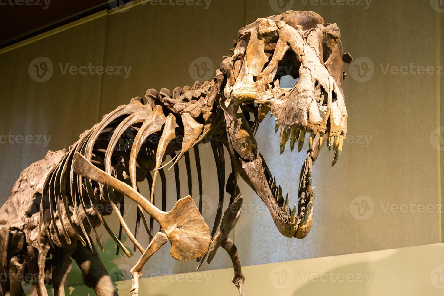 fossile de tyrannosaure rex. ancien squelette de t-rex au musée. photo
