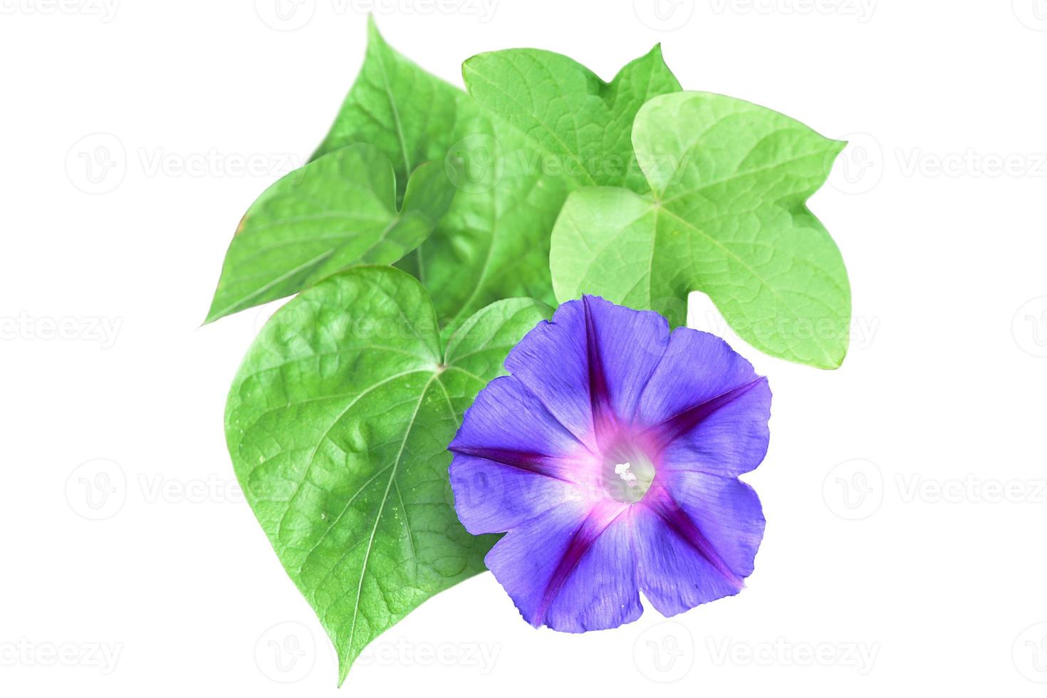 liseron lilas avec des feuilles isolées sur fond blanc. délicate fleur de  jacinthe des bois ou gloire du matin 18819077 Banque de photos