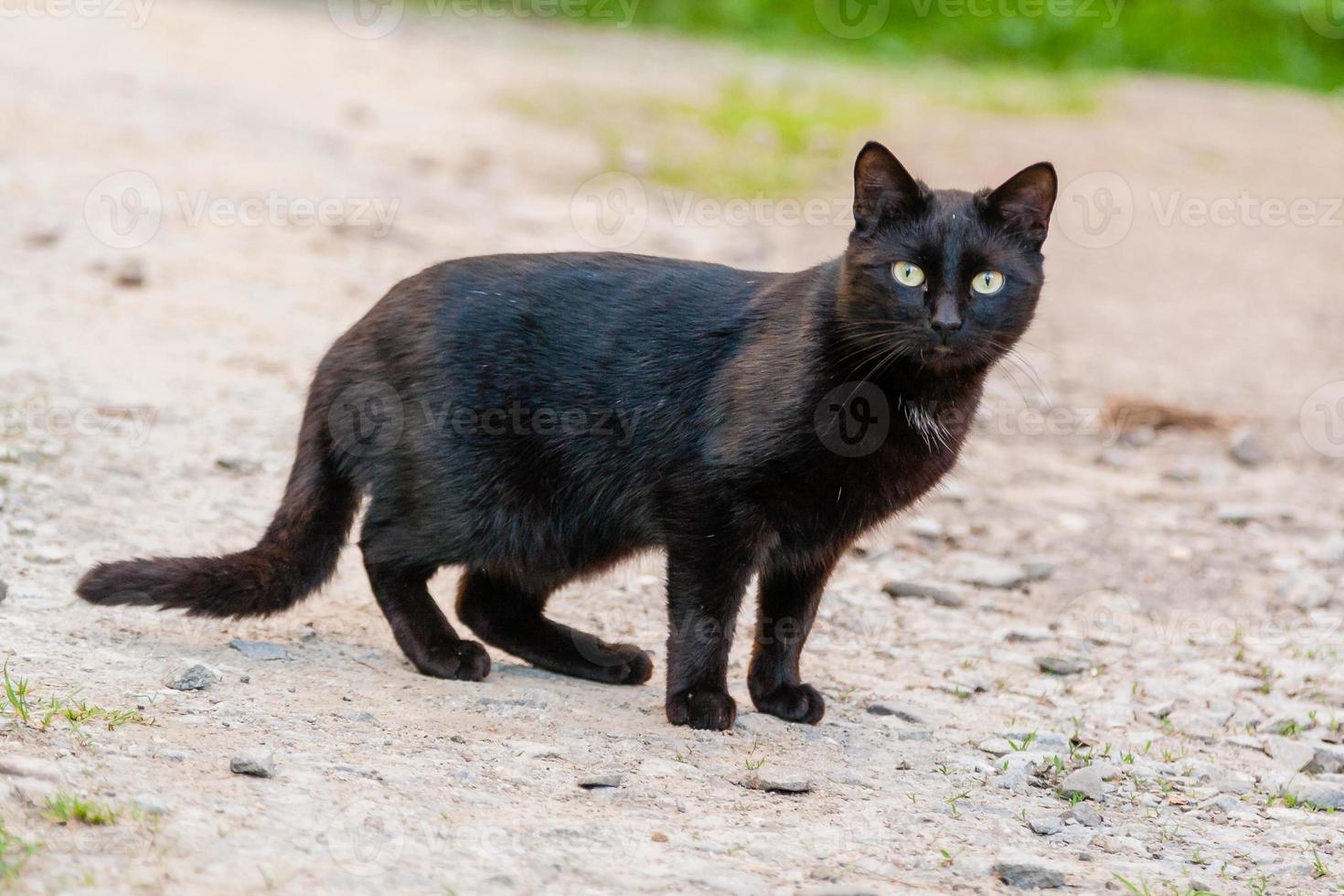 beau chat noir aux yeux verts photo