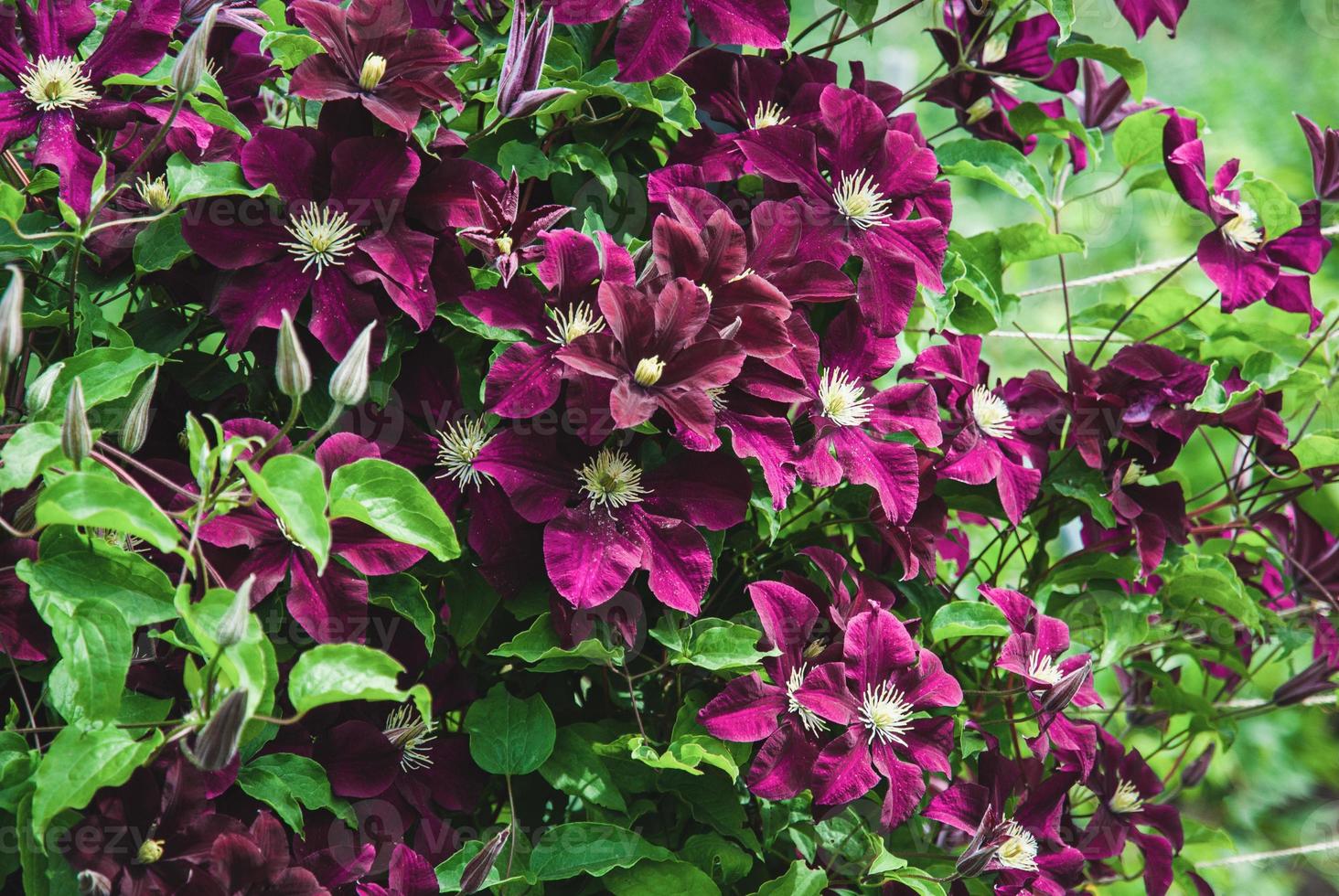 Clematis niobe dans le jardin, support de plantes grimpantes, fleurs mauves violettes en été photo