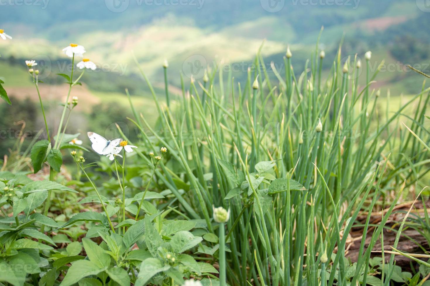 petites fleurs blanches dans la vaste vallée 18822494 Banque de photos