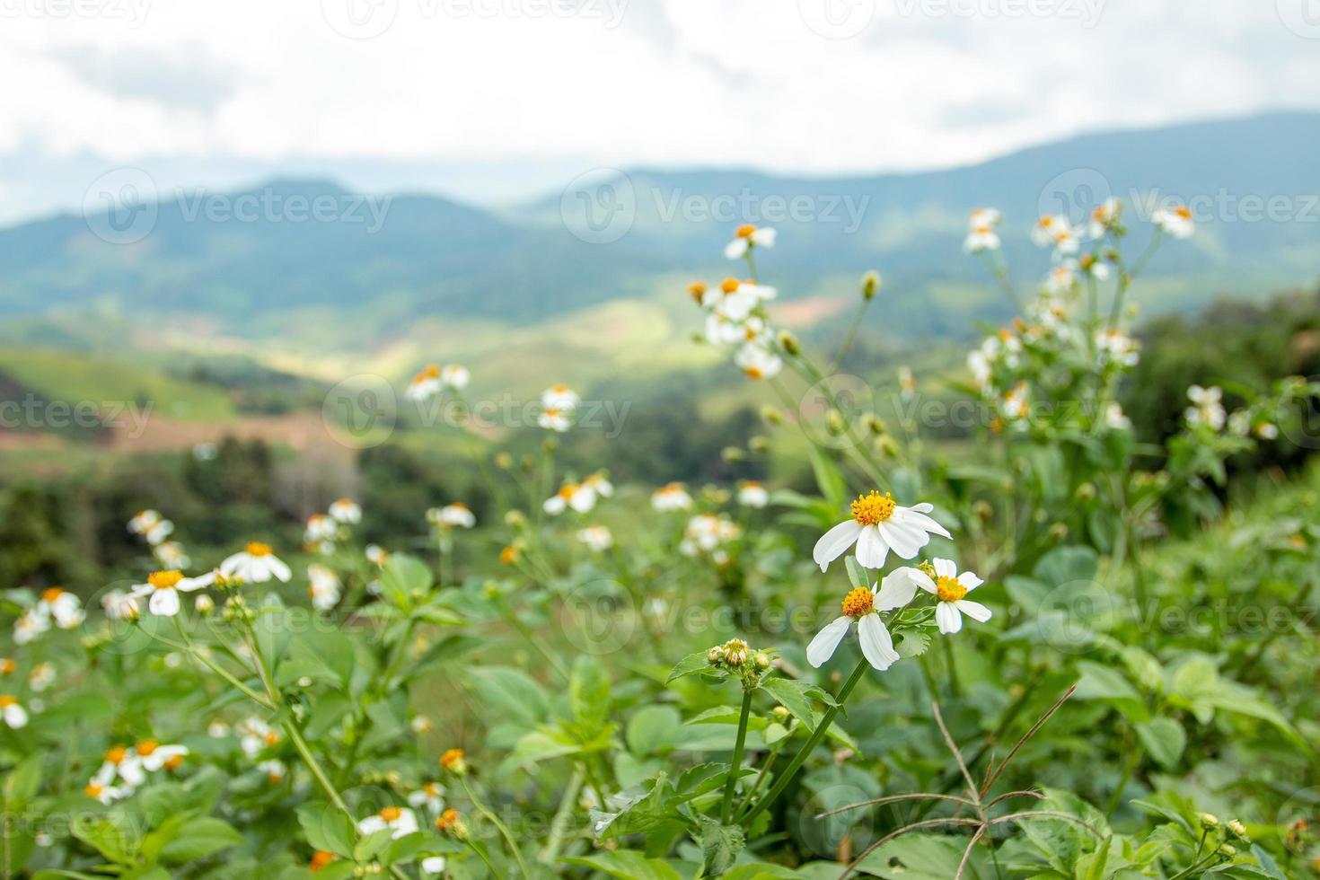 petites fleurs blanches dans la vaste vallée photo