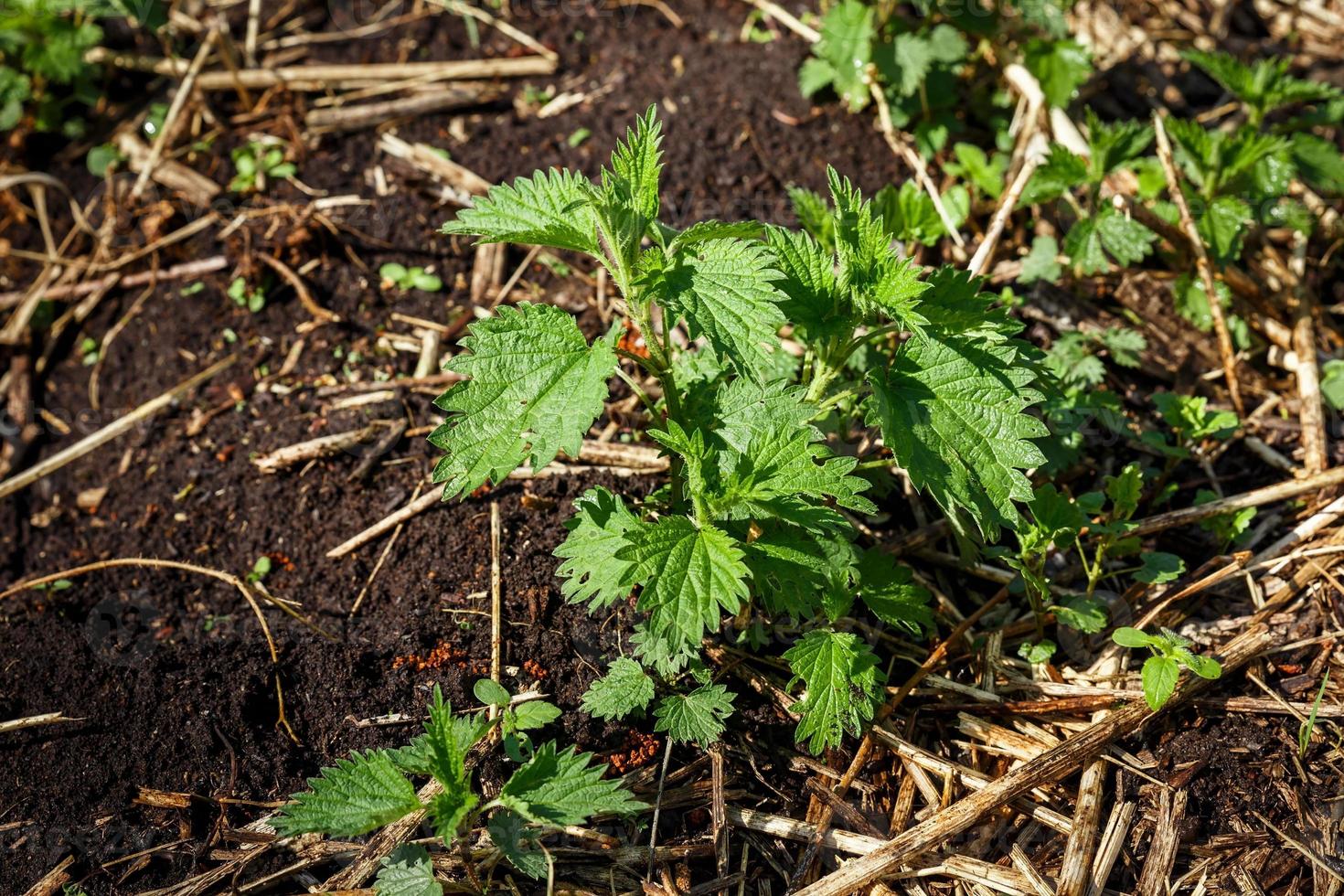 jeune buisson vert d'ortie commune poussant sur le sol au printemps. urtique dioïque photo