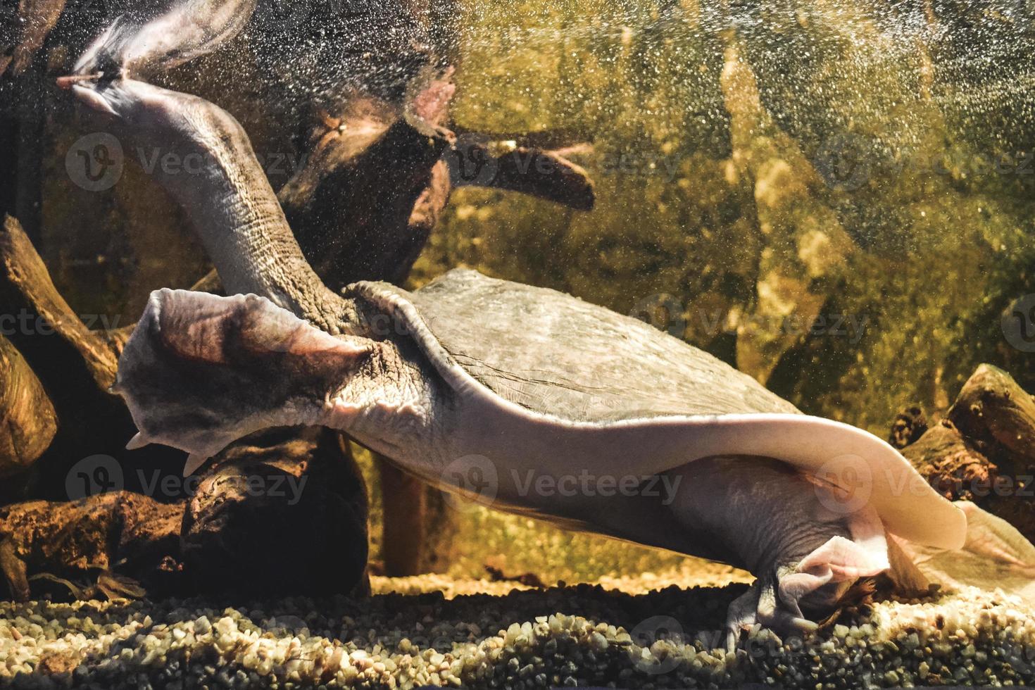 tortue nageant sous l'eau photo