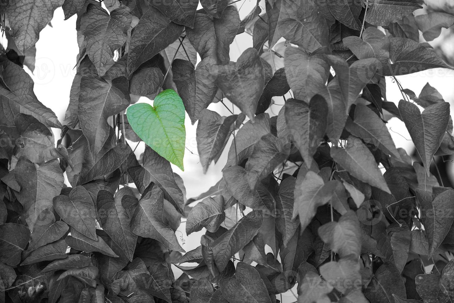 forme de feuille de coeur vert sur le fond de feuillage noir et blanc. chemins de détourage. photo