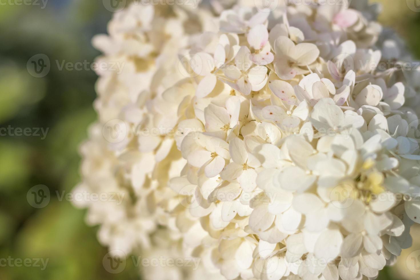 hortensia dans le jardin dans un parterre de fleurs à ciel ouvert. Délicieuse et luxuriante immense inflorescence d'hortensias blancs et roses dans le jardin photo