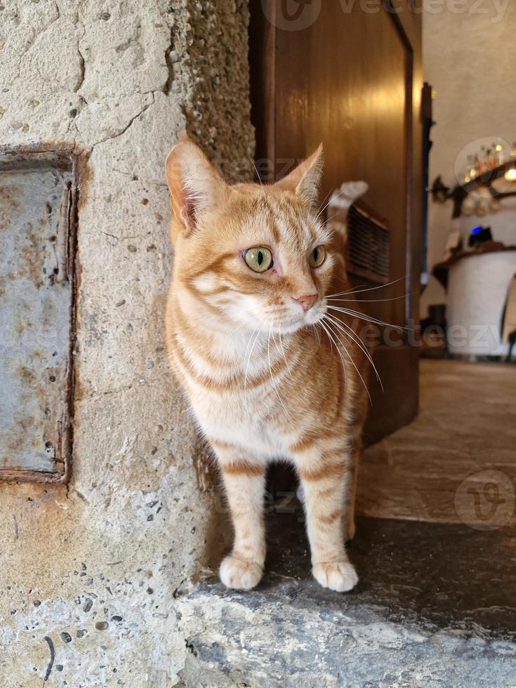 chat à l'extérieur de la taverne san fruttuoso photo