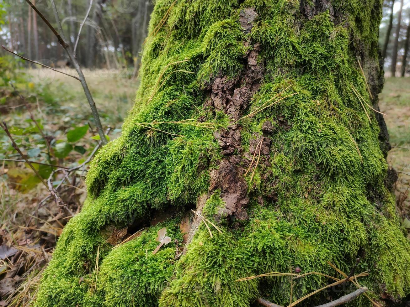 le tronc d'un arbre, recouvert de mousse verte photo