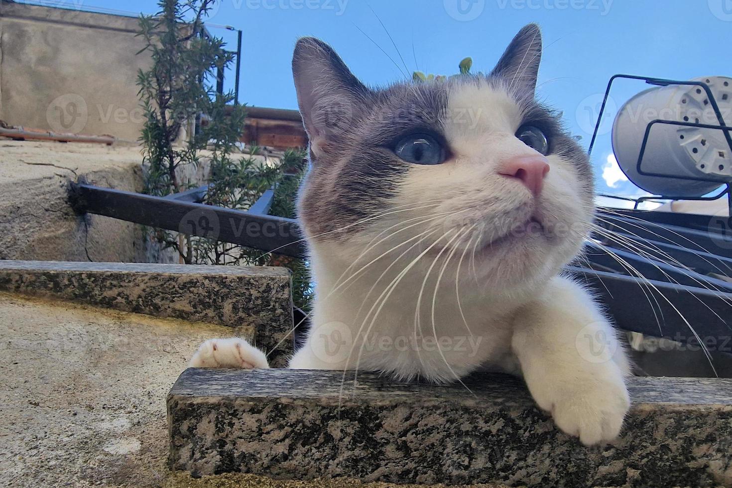 chat penché du balcon de la maison photo