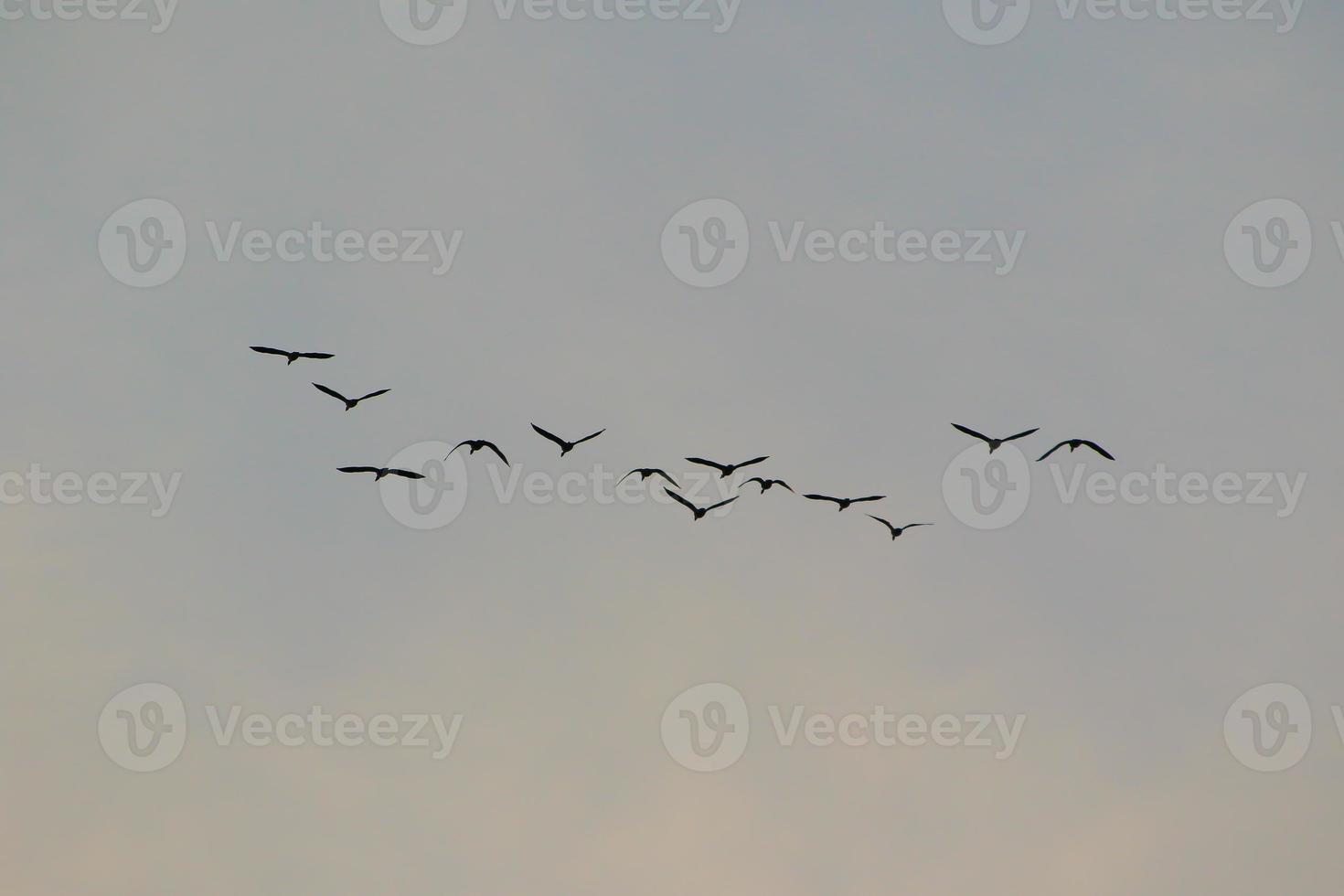 oiseaux volant dans le ciel du coucher du soleil photo