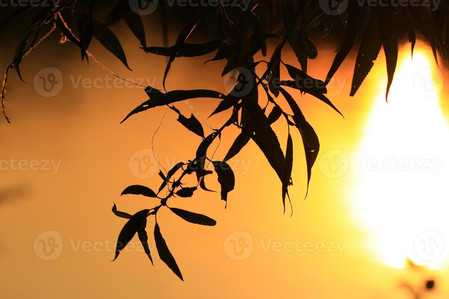 silhouette d'herbe et de feuilles au coucher du soleil près de la rivière photo