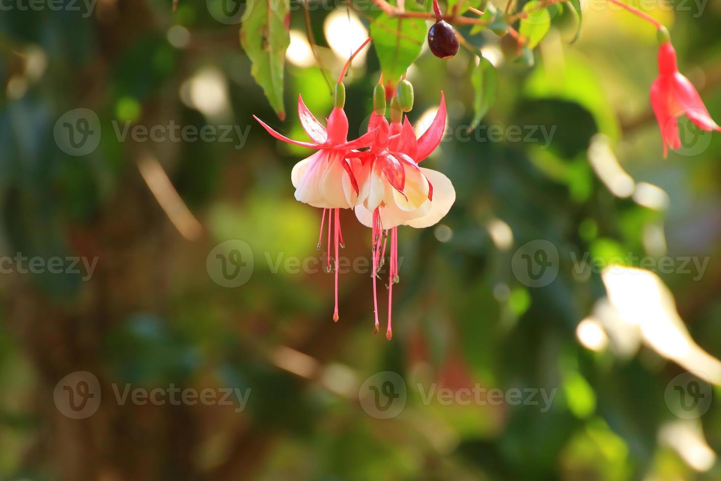 Fuchsia hybrida en serre, Ratisbonne, Allemagne photo